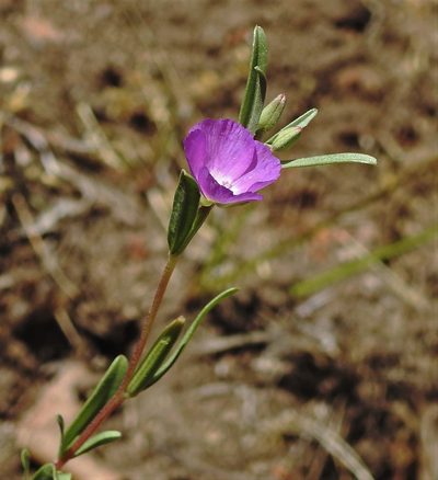 Clarkia tenella, photographed by Hugo Hulsberg