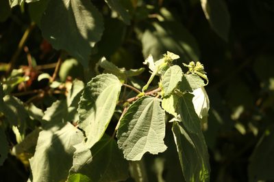 Triumfetta rhomboidea, photographed by Greg Tasney