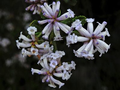 Diostea juncea, photographed by Hugo Hulsberg