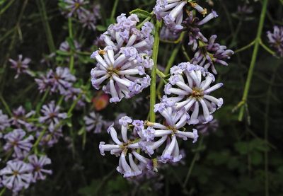 Diostea juncea, photographed by Hugo Hulsberg
