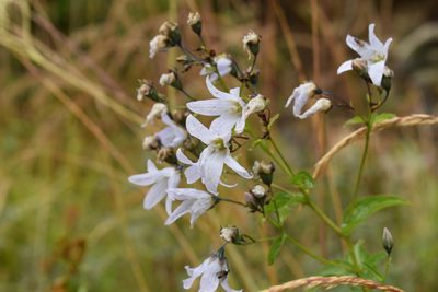 Campanula lactiflora, photographed by Сергей Крыленко
