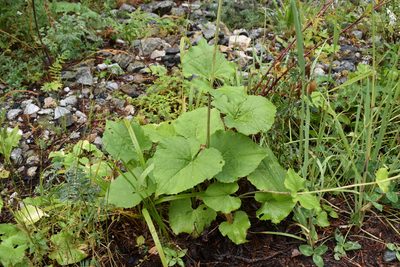 Valeriana alliariifolia, photographed by Сергей Крыленко