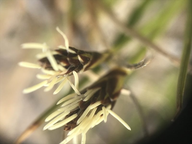 Carex tonsa, photographed by Chase Mathey