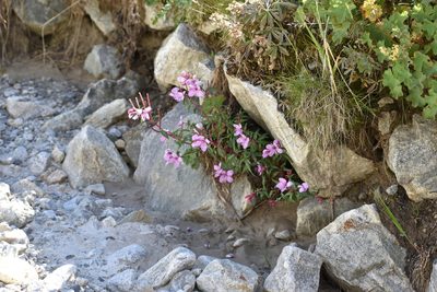 Epilobium colchicum, photographed by Сергей Крыленко