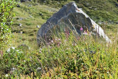 Epilobium colchicum, photographed by Сергей Крыленко