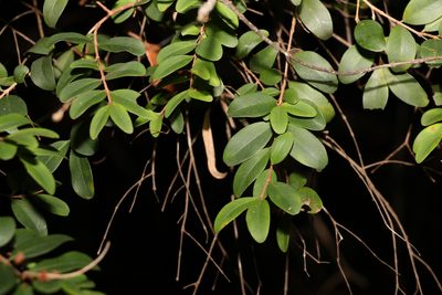 Pilidiostigma rhytispermum, photographed by Greg Tasney