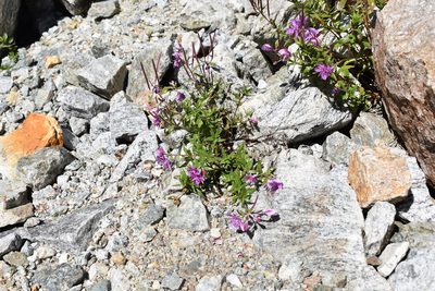 Epilobium colchicum, photographed by Сергей Крыленко