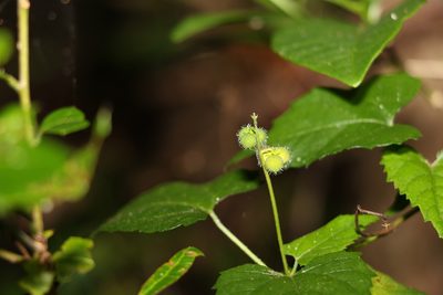 Tragia novae-hollandiae, photographed by Greg Tasney