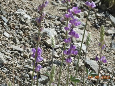 Lupinus excubitus, photographed by Diana