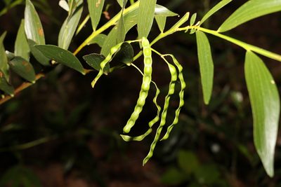 Acacia complanata, photographed by Greg Tasney