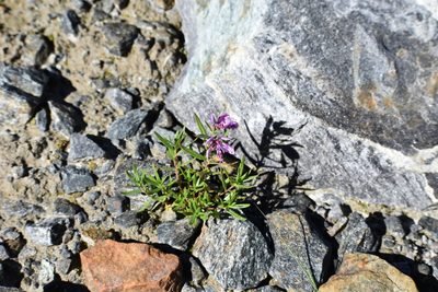 Epilobium colchicum, photographed by Сергей Крыленко
