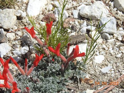 Astragalus coccineus, photographed by Diana