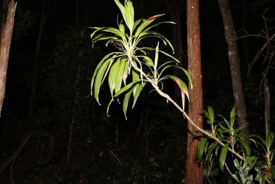 Cordyline rubra, photographed by Greg Tasney