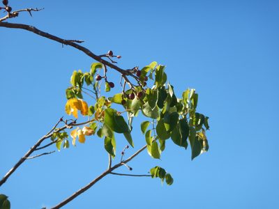 Bursera simaruba, photographed by stinger