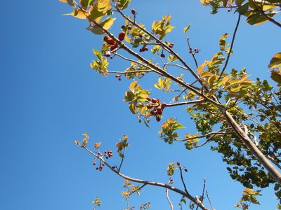 Bursera simaruba, photographed by stinger