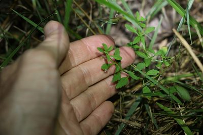 Scoparia dulcis, photographed by Greg Tasney