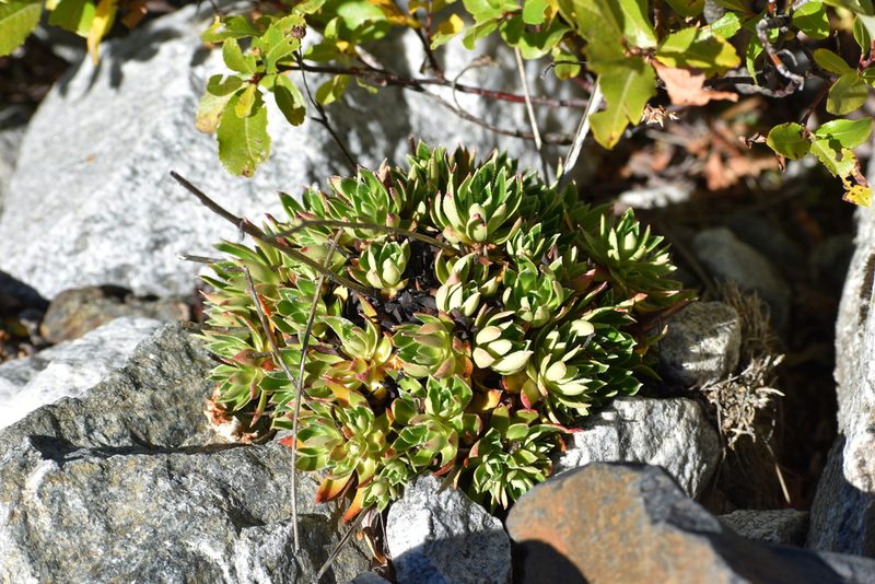 Saxifraga kolenatiana, photographed by Сергей Крыленко