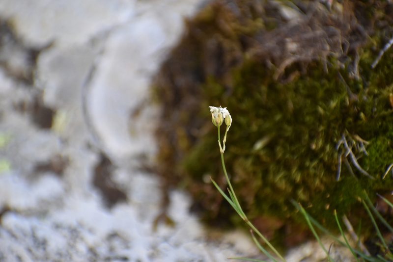 Eremogone lychnidea, photographed by Сергей Крыленко