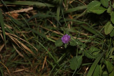 Centratherum punctatum, photographed by Greg Tasney