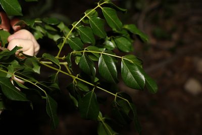 Austrosteenisia blackii, photographed by Greg Tasney