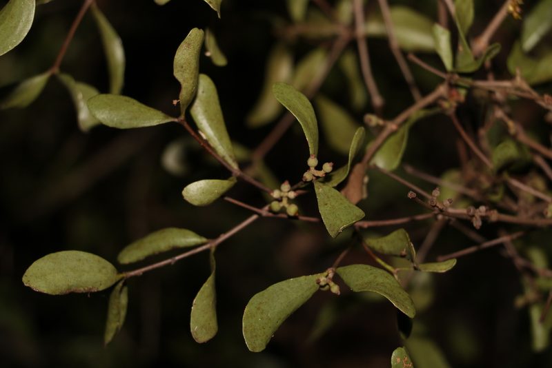 Amyema conspicua, photographed by Greg Tasney