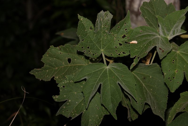 Sabdariffa splendens, photographed by Greg Tasney