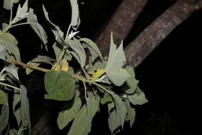 Sabdariffa splendens, photographed by Greg Tasney
