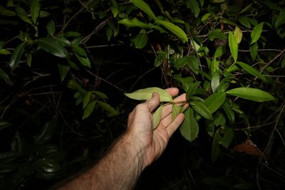 Melodinus australis, photographed by Greg Tasney