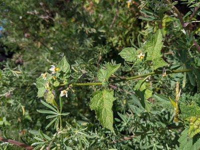 Solanum douglasii, photographed by vesca