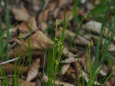 Carex alba, photographed by carnifex