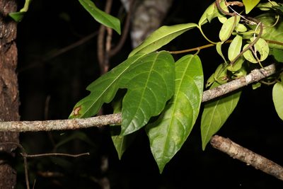 Ficus fraseri, photographed by Greg Tasney