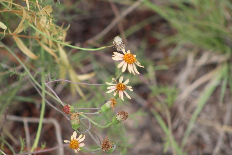 Senecio pinnatus, photographed by demianlescano