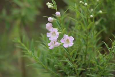 Agalinis genistifolia, photographed by demianlescano