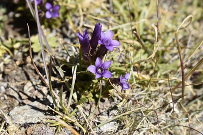 Gentianella caucasea, photographed by Сергей Крыленко