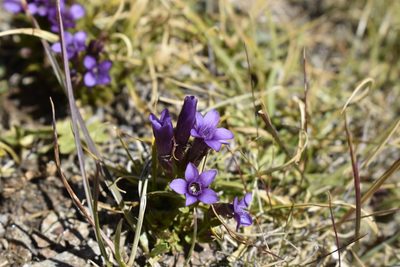 Gentianella caucasea, photographed by Сергей Крыленко