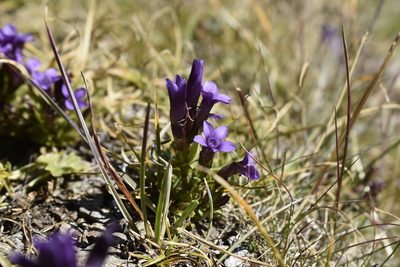 Gentianella caucasea, photographed by Сергей Крыленко