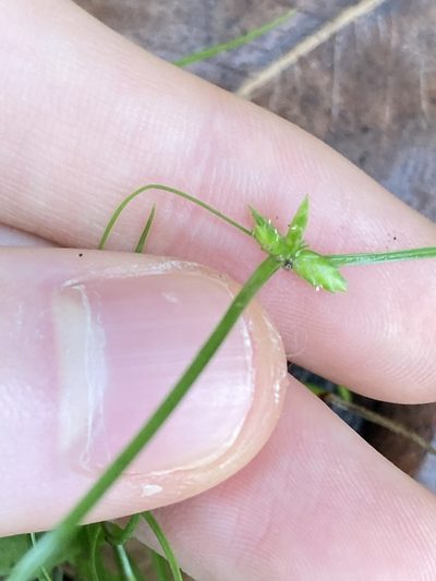 Cyperus gracilis, photographed by Thomas Mesaglio