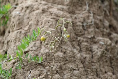 Solanum juvenale, photographed by demianlescano