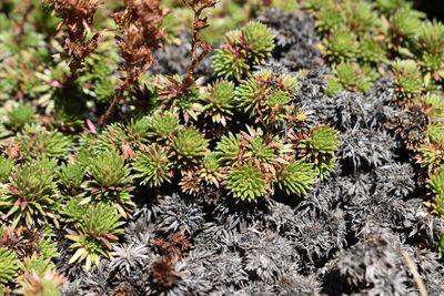 Saxifraga juniperifolia, photographed by Сергей Крыленко