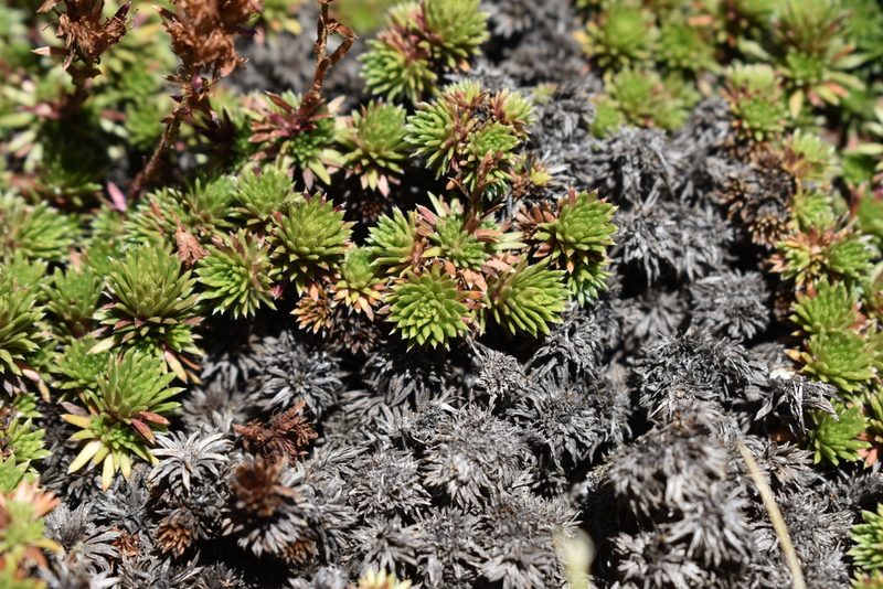 Saxifraga juniperifolia, photographed by Сергей Крыленко