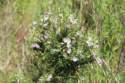 Agalinis genistifolia, photographed by demianlescano