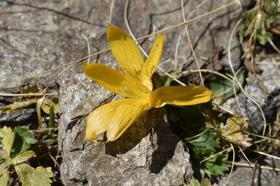 Crocus scharojanii, photographed by Сергей Крыленко