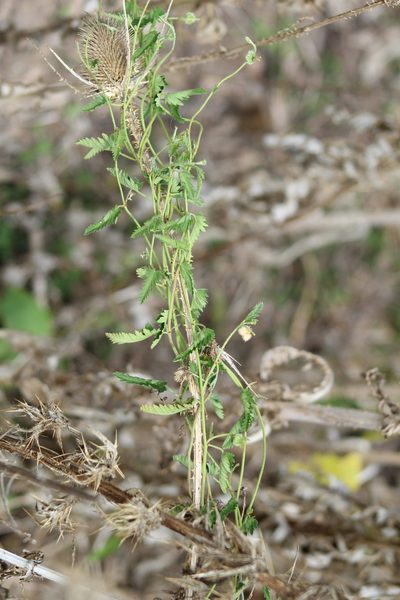 Tragia volubilis, photographed by demianlescano