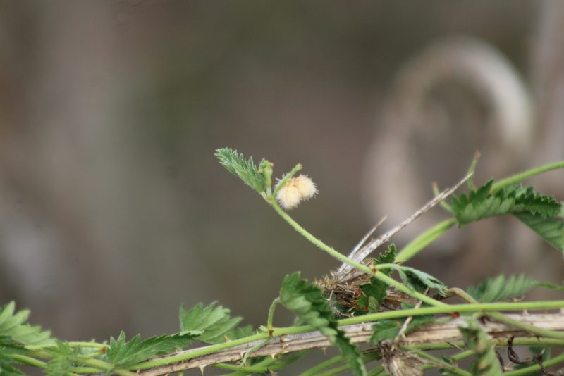 Tragia volubilis, photographed by demianlescano