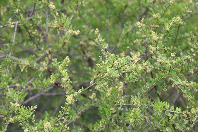 Schinus fasciculata, photographed by demianlescano