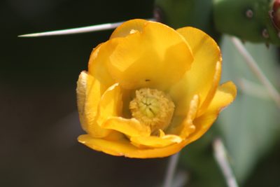 Opuntia megapotamica, photographed by demianlescano
