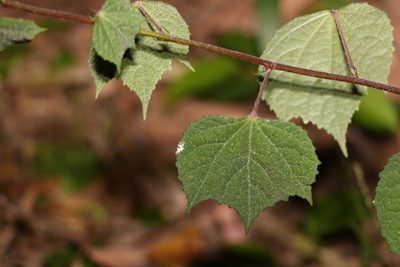 Triumfetta rhomboidea, photographed by Greg Tasney