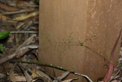 Ottochloa gracillima, photographed by Greg Tasney