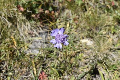 Lomelosia caucasica, photographed by Сергей Крыленко