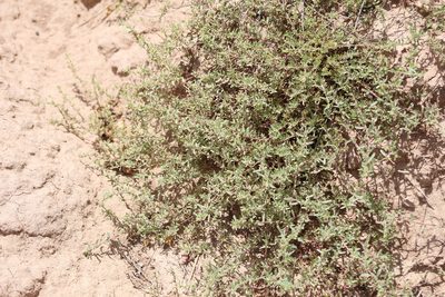 Atriplex pamparum, photographed by demianlescano